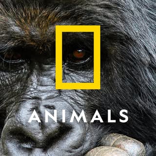 National Geographic Animals