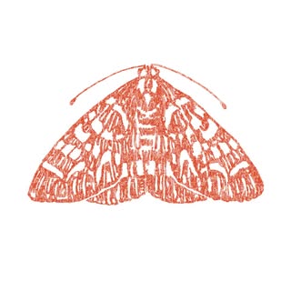 The Moth