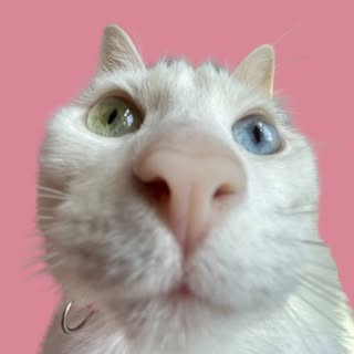 Khaleesi Cat