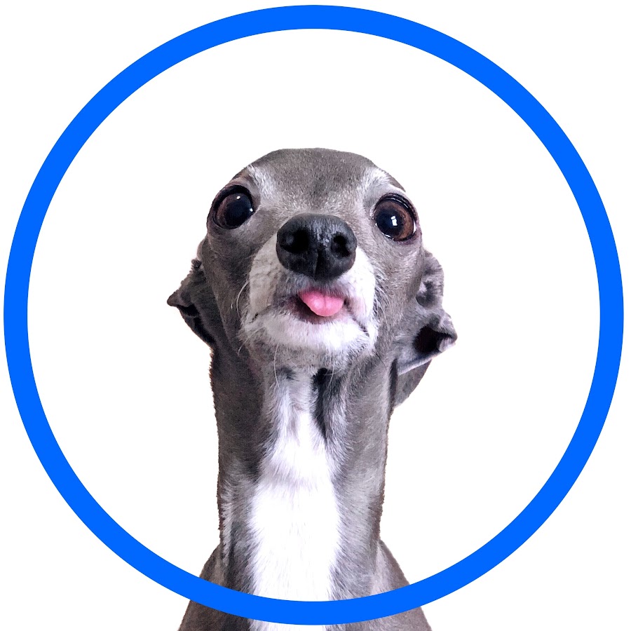 tika the iggy