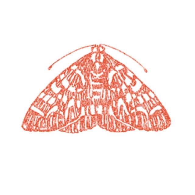 The Moth