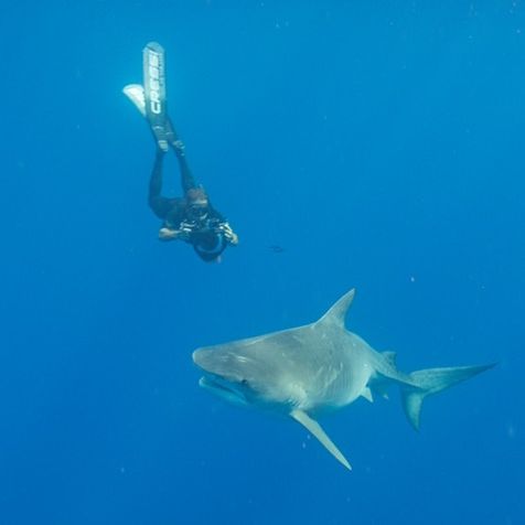 juansharks