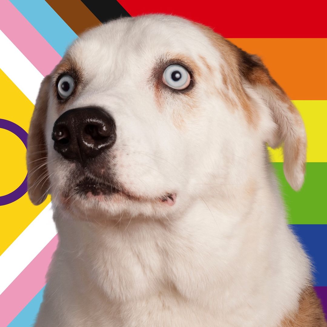 weratedogs