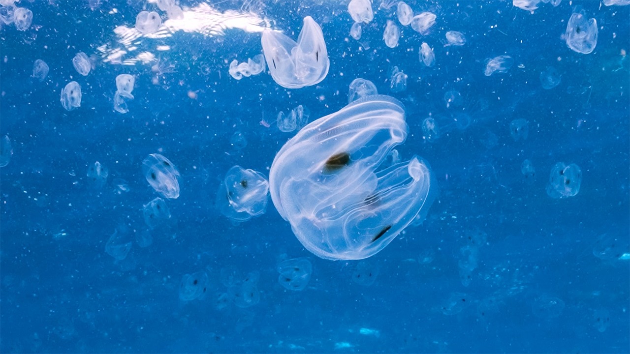 11 HOURS JELLYFISH PARADISE | 4K Ambient Film