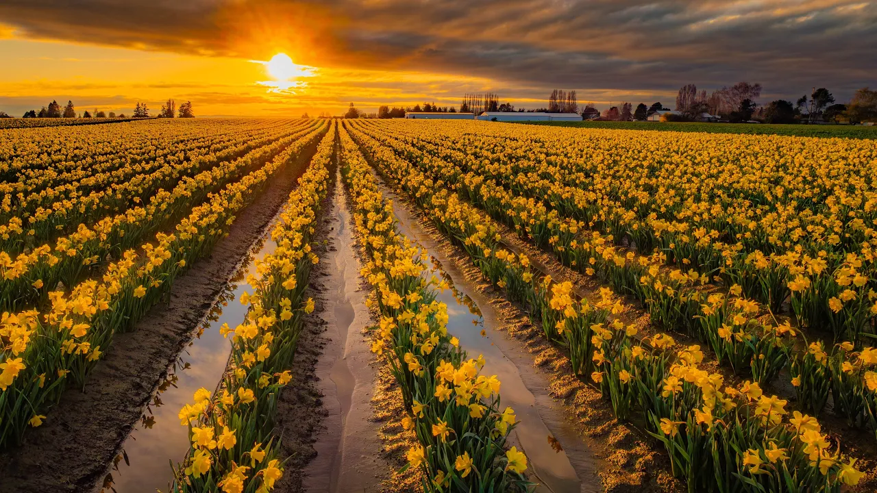 4K Golden Daffodils of Skagit Valley | Spring in Full Bloom | Relaxing Nature Video