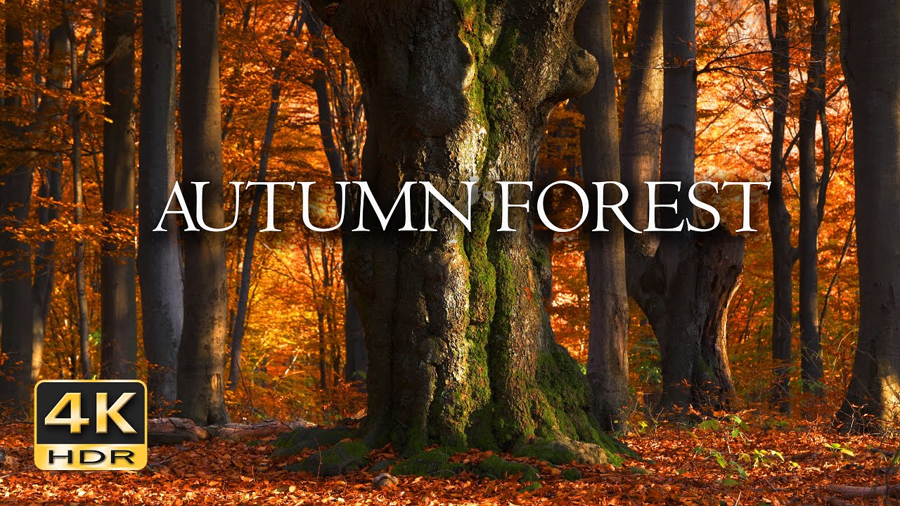 4K HDR Autumn Forest - Peaceful Fall Ambiance & Birdsong - Birds Signing in Colorful Autumn Woods