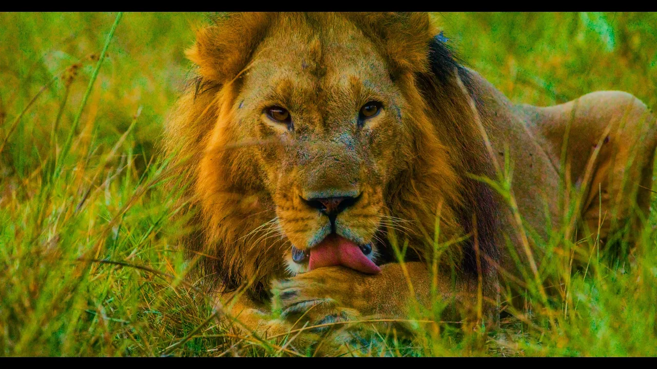 8K HDR African Safari Wildlife | Botswana Animals from Chobe to Savuti - Part 3 | Relaxing Music