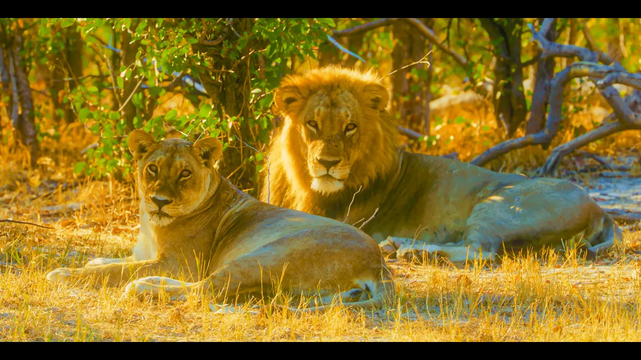 8K Native Wildlife of Botswana | Chobe, Khwai, Savuti & Mababe | Real Nature Sounds - Part 2