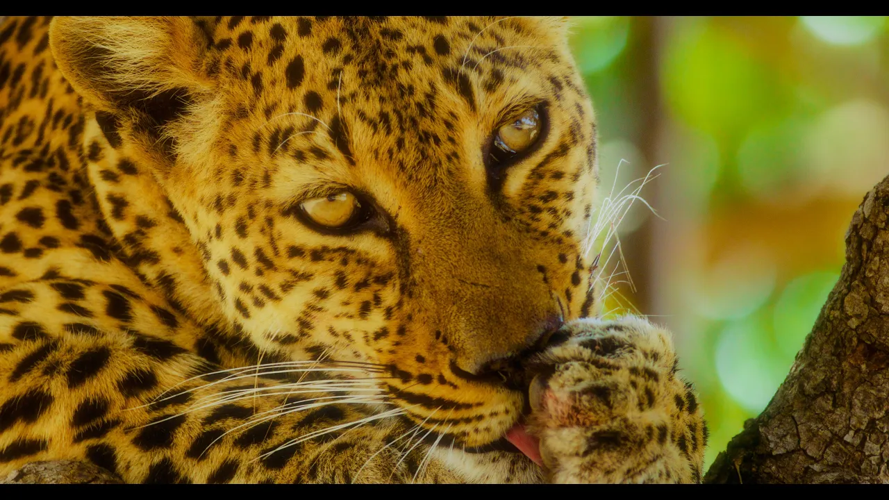8K Zambia Wildlife Safari | South Luangwa National Park Relaxation Film - Part 1