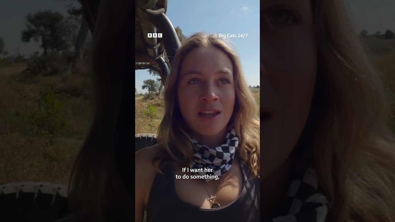 A day in the life of a wildlife filmmaker 💁‍♀️ 🎥 #BigCats247 #Lions #Cheetahs #Leopards #Shorts
