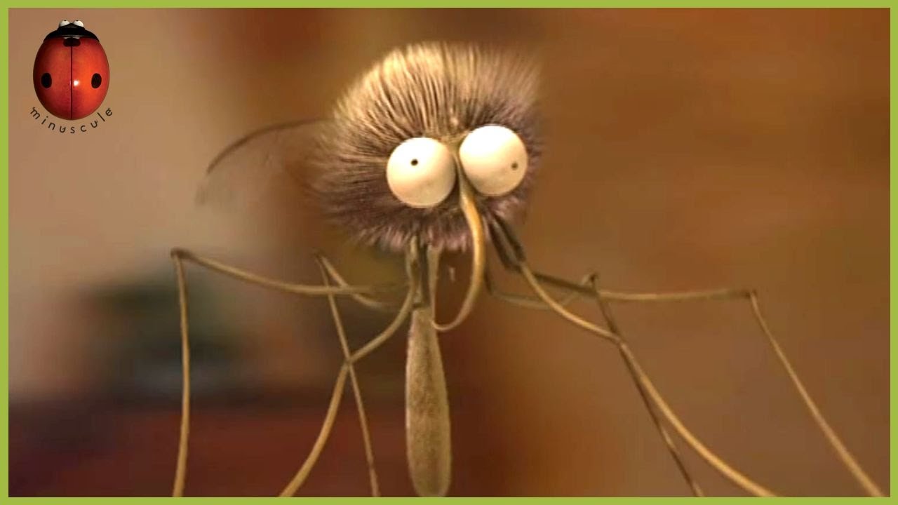 A Mosquito Day Afternoon | Minuscule 🍃 60' Compilation