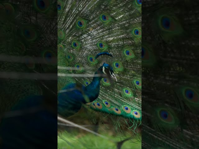 A peacock's feathers in all their glory 🦚 💙 #Shorts #Animals #Wildlife