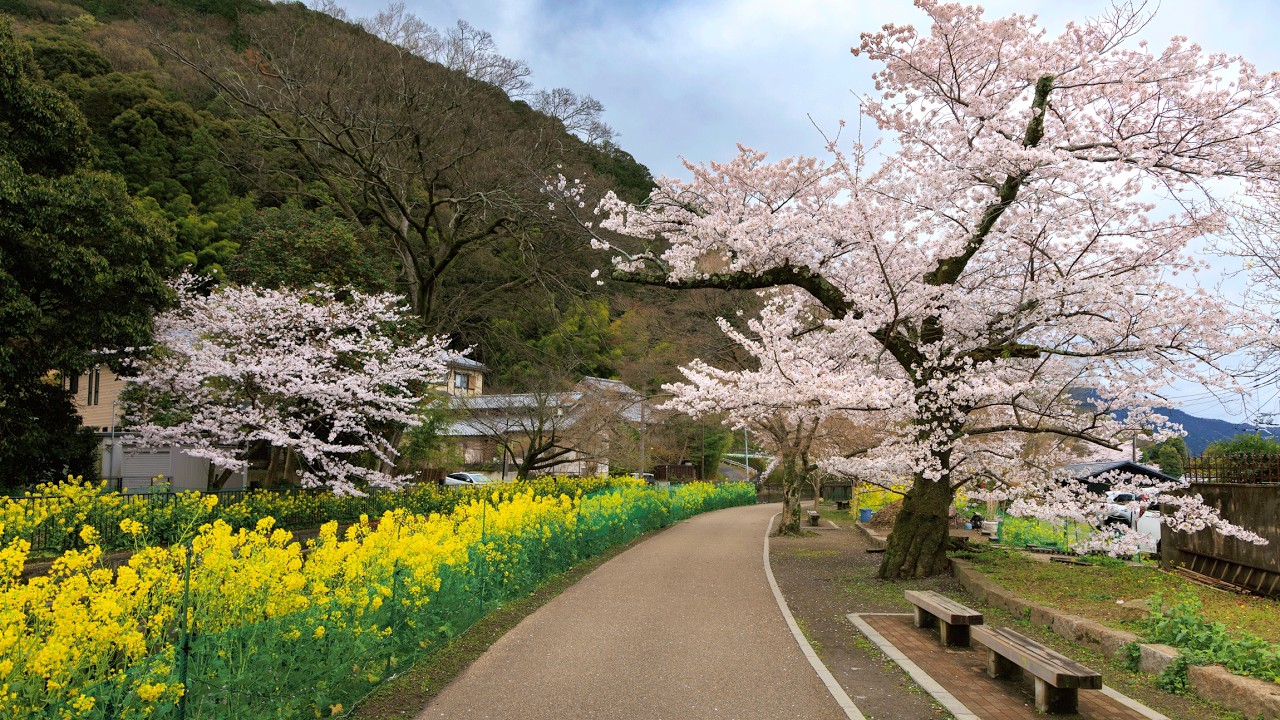 A Quiet Spring Walk along Yamashina Canal | Kyoto, Japan