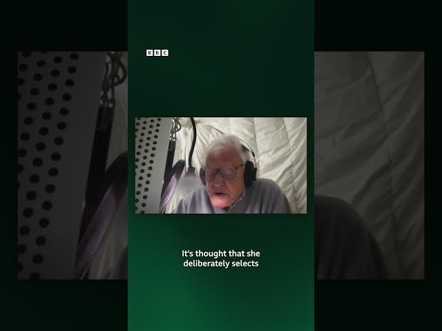 A sneak peek of Sir David Attenborough working on the narration for the upcoming BLUE PLANET III.