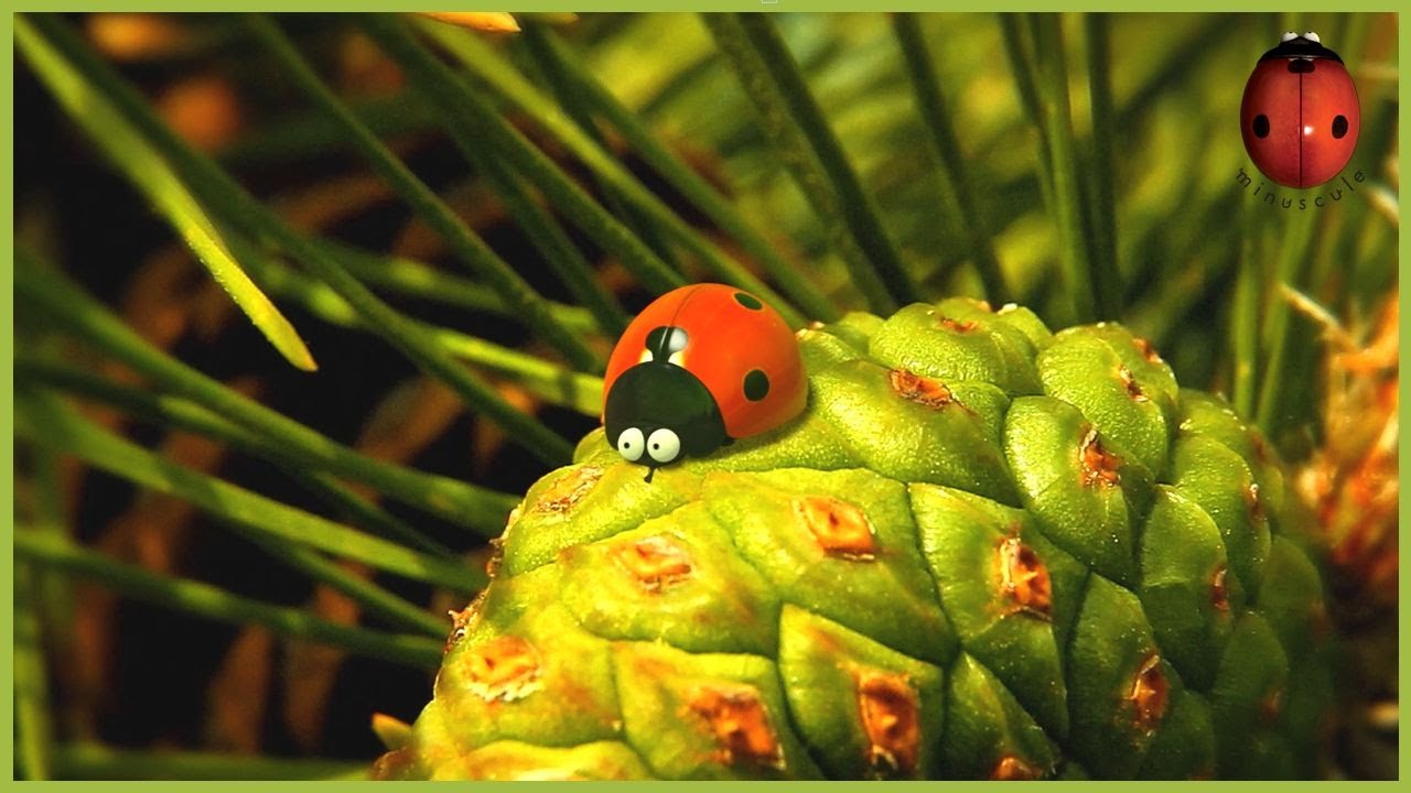 Acrobatics 🎃 Minuscule 🍃 70' Compilation