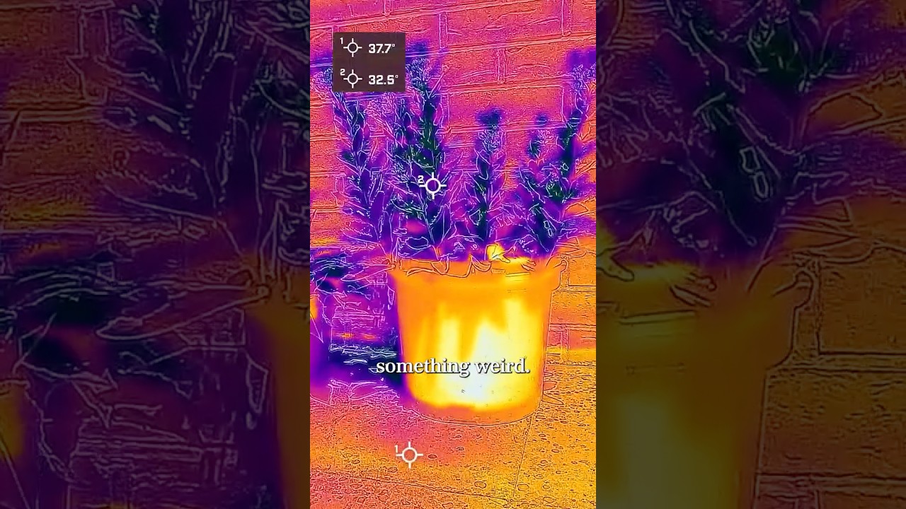 AD - Why are plants colder than their surroundings?