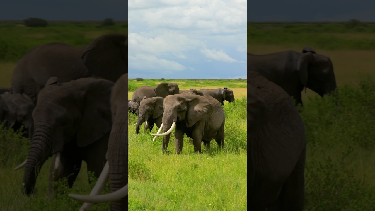 African Safari 🐘🦁 #africa #safari #animals