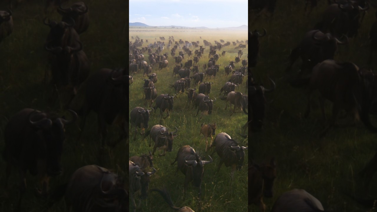 Africa's Great Migration