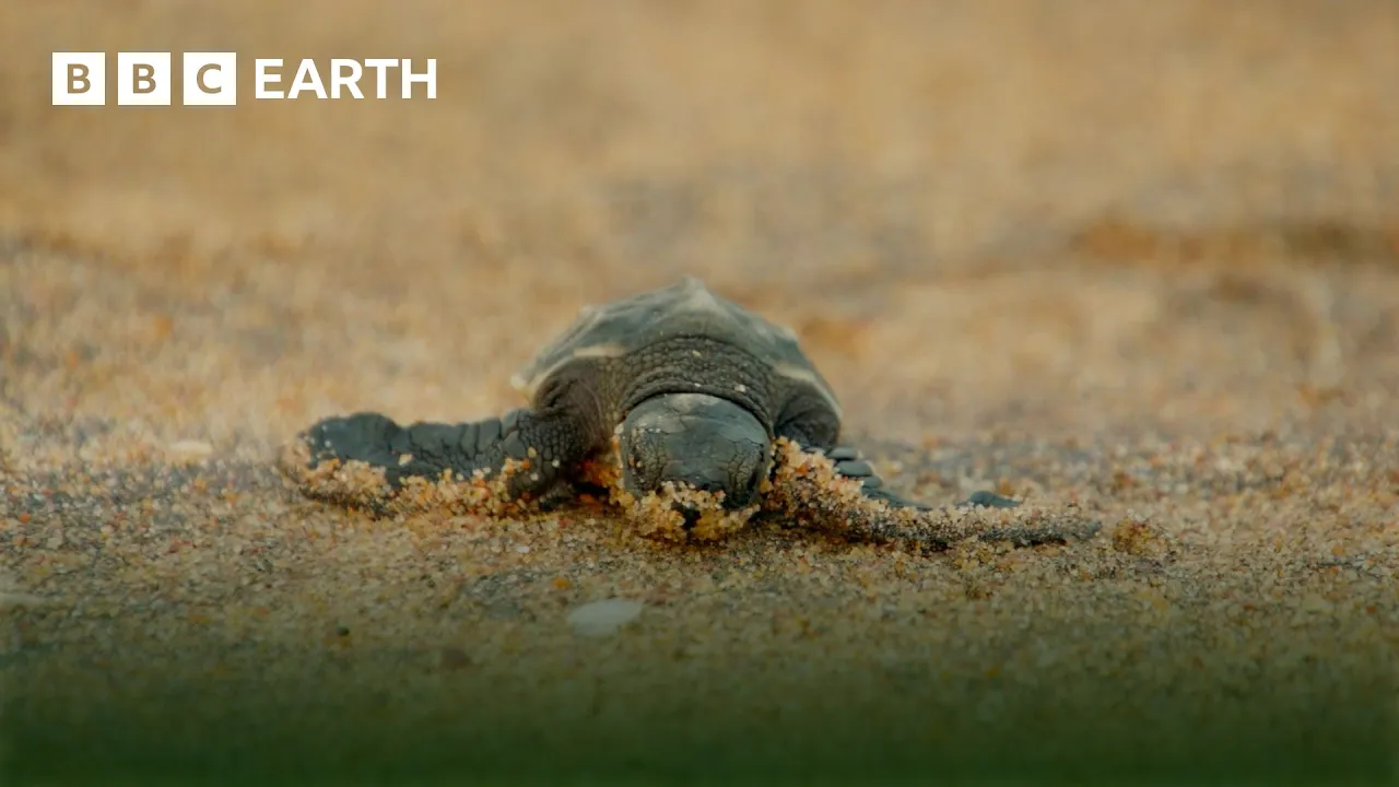 Amazing Turtle Moments | BBC Earth