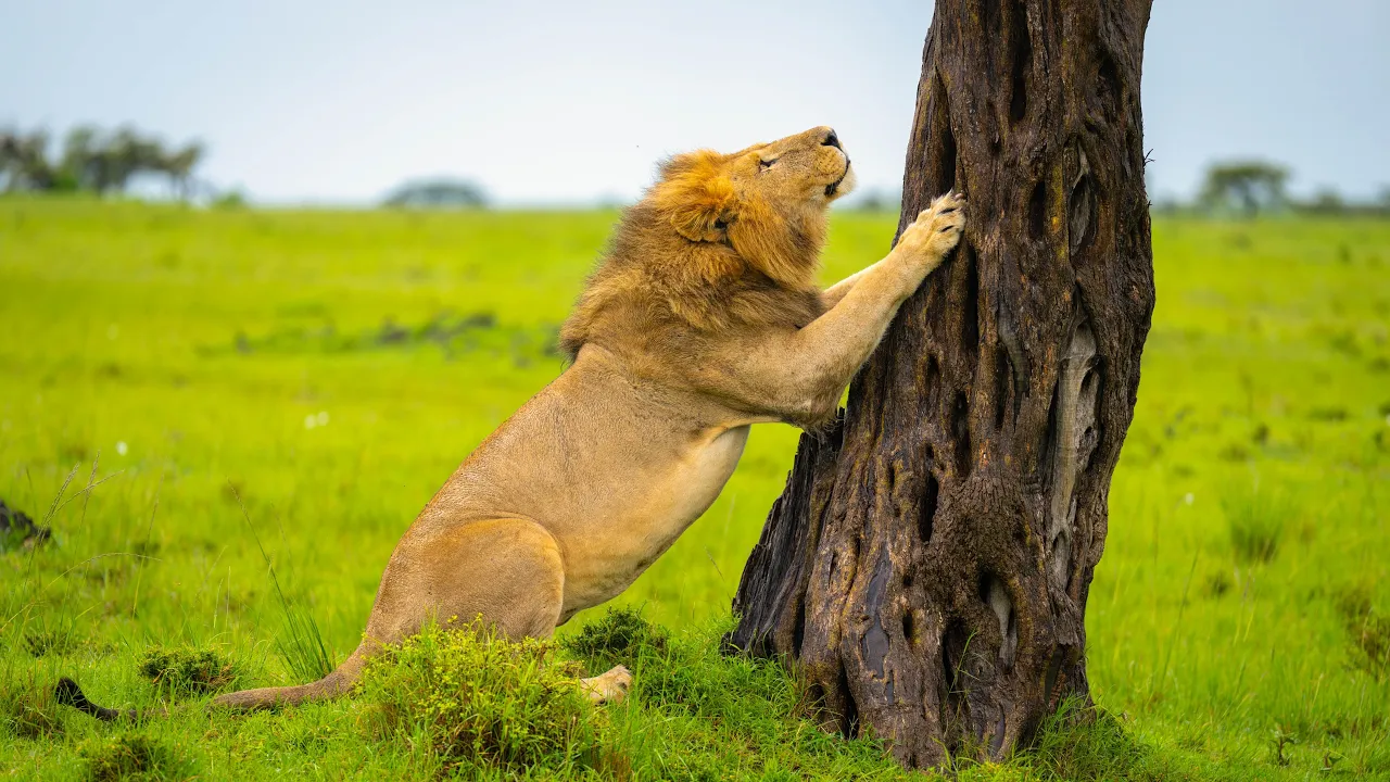 Amazing Wildlife & Landscapes in 4K HDR | Best of Africa (Part 4) Scenic Film