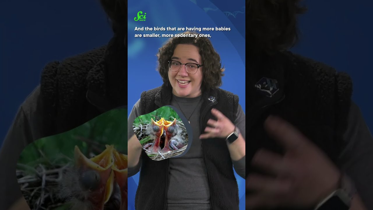 Are birds getting smaller? #shorts #science #scishow #climatechange