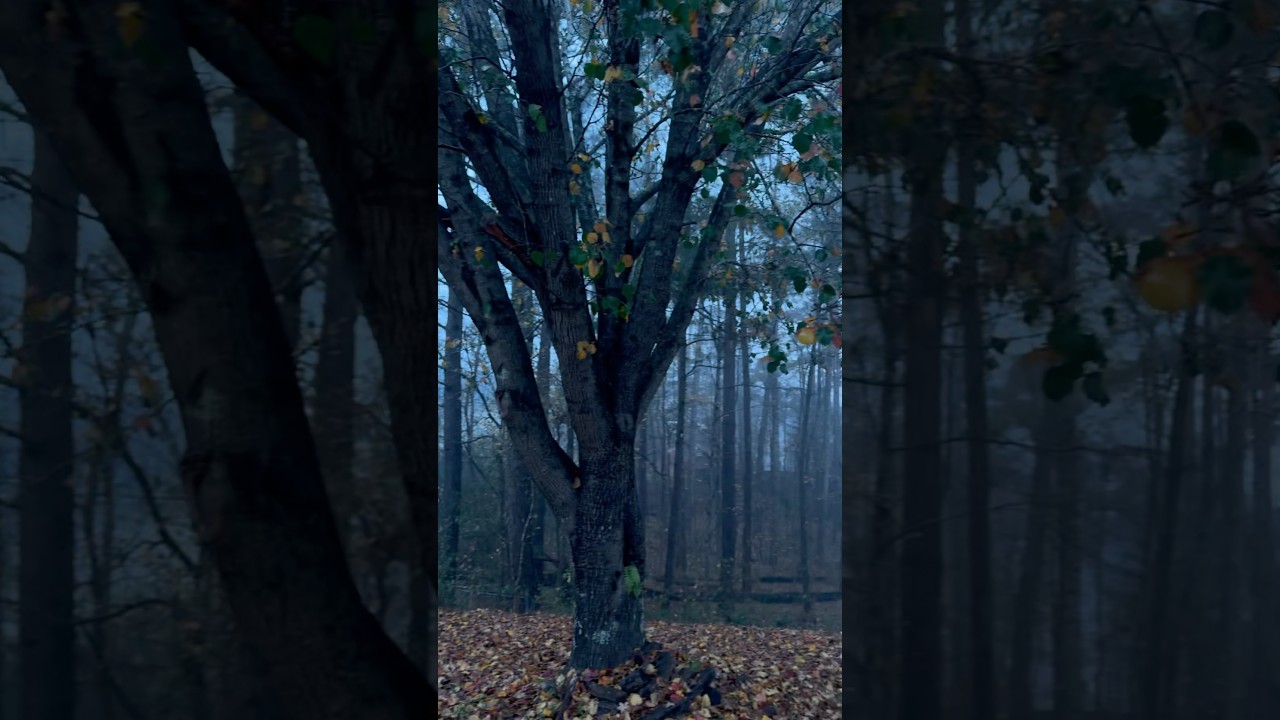 Autumn is almost a memory now