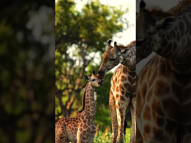 Beautiful moments in the wild 💚 🦒 #Shorts #Animals