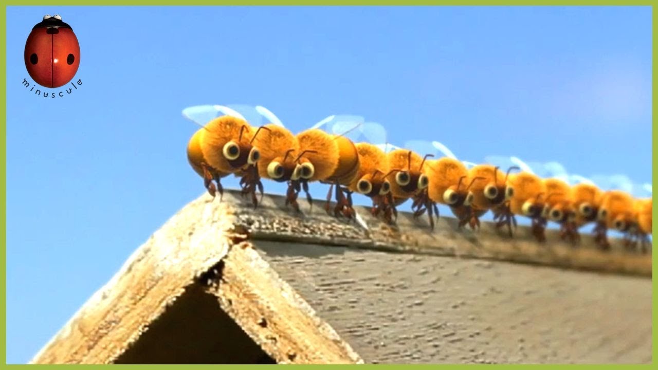 Beehive On A Troll 🐝 Minuscule | 20' Compilation