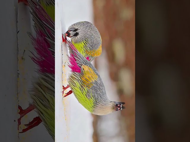 Blessing your feed with these vibrant birds 🩷 💛 💚 #Shorts #Animals #Wildlife