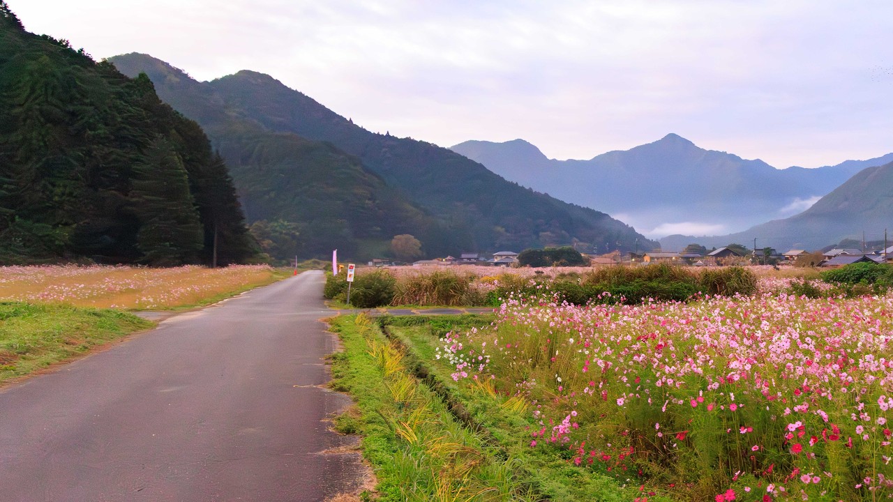 Blooming Cosmos Fields along Walk in the Countryside | Tamba, Japan