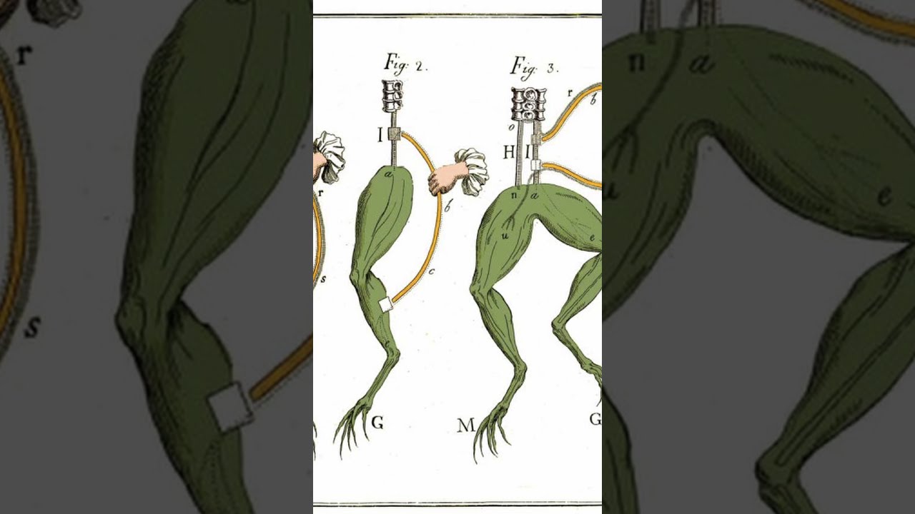 Can Frogs Power a Lightbulb? | Fascinating Horror Shorts