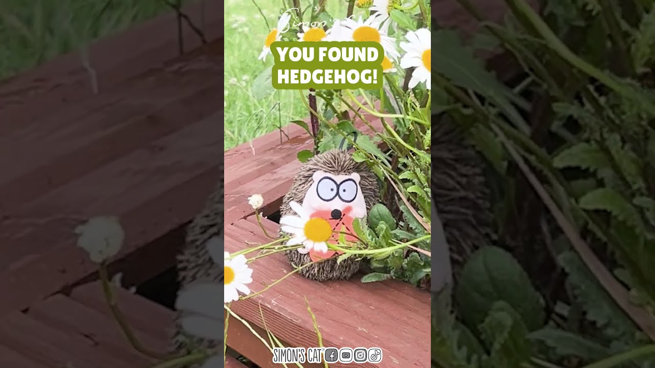 Can you spot the creatures?! 🐈😻🦔