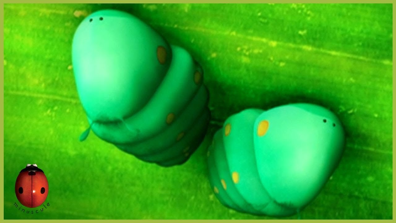 Caterpillars in Pairs | Minuscule 🍃 45' Compilation