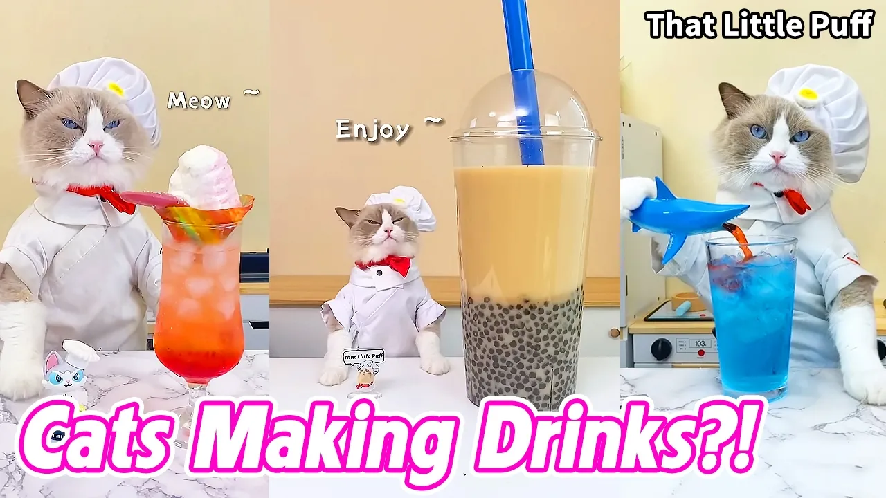 Cats Making Drinks?! 🐱🍹 30 Drink Recipes You Didn’t Expect | That Little Puff