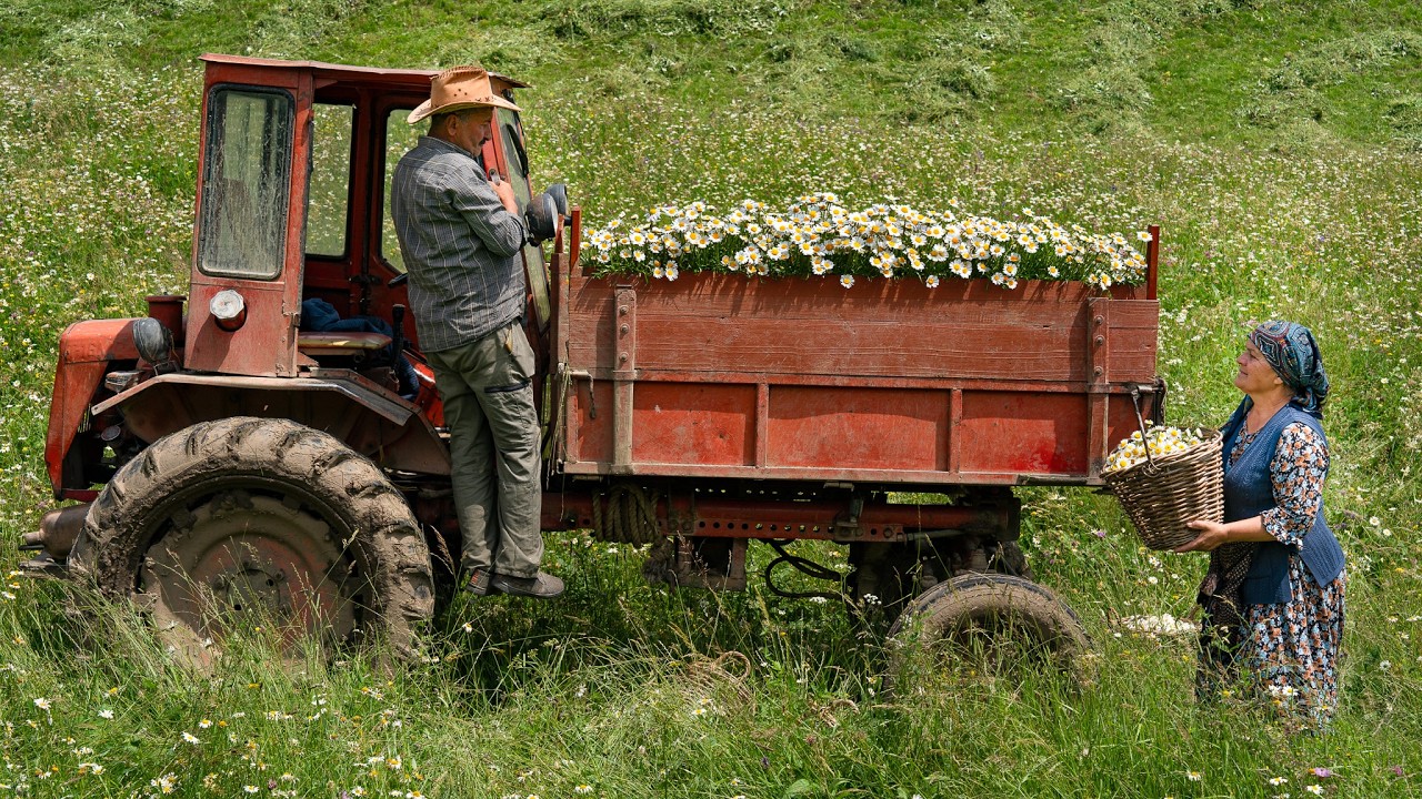 Chamomile Harvest – Preserving Summer for Winter 🌼🍃