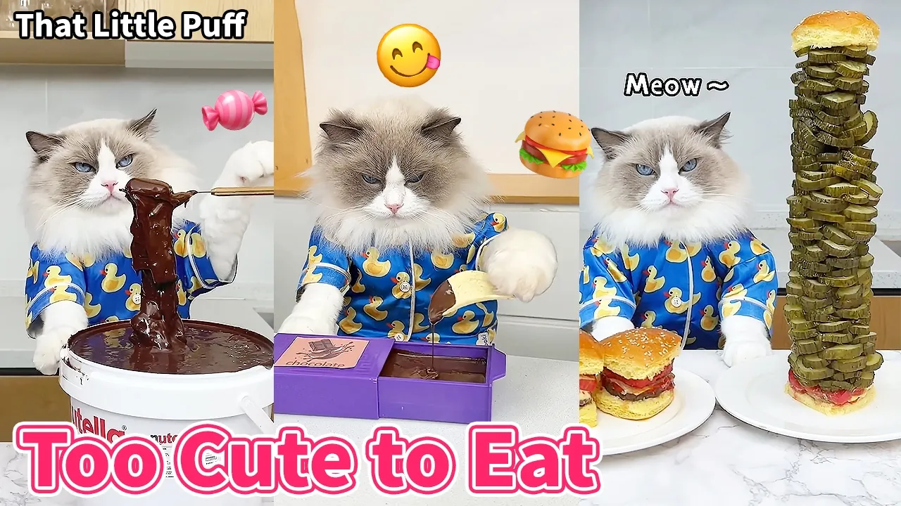 Chef Puff’s Adorable Food Ideas 🐱🍳✨ | That Little Puff