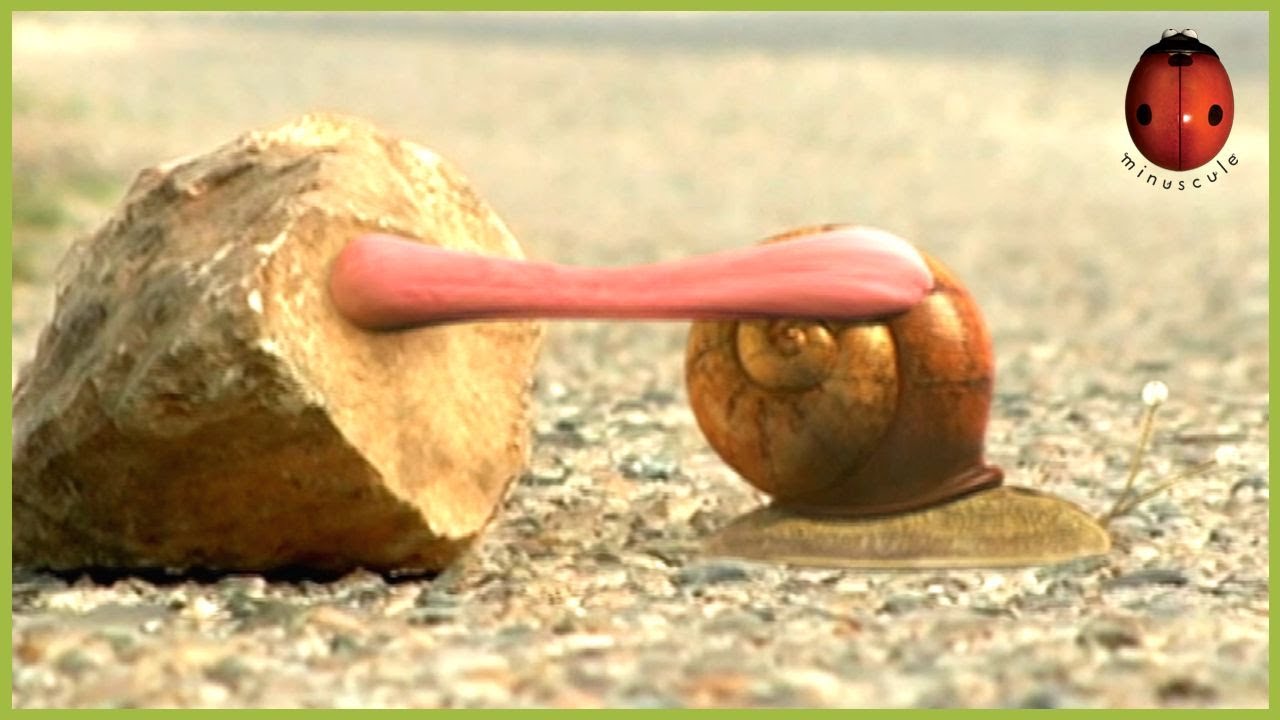 Chewing Gum  | Minuscule | 55' Compilation