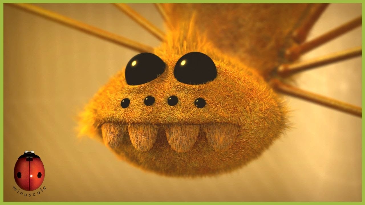Chocolate Fly | Minuscule 🍃 15' Compilation