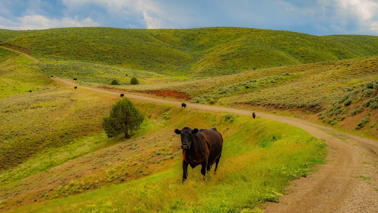 Columbia River Gorge Road Trip | Relaxing Summer Landscapes of the Pacific Northwest in 8K