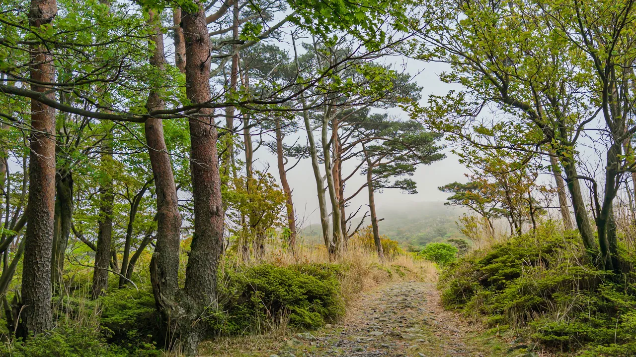 Crater Lake Trail through Foggy Volcanic Forest | Miyazaki, Japan