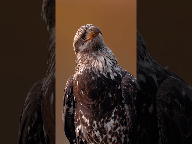 Did you know that only birds of prey use talons to grab and carry prey? #Shorts #Animals #Wildlife