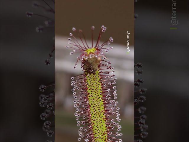 Did you know that the Cape sundew is a carnivorous plant that feeds on insects? 🌿 #Shorts #Nature