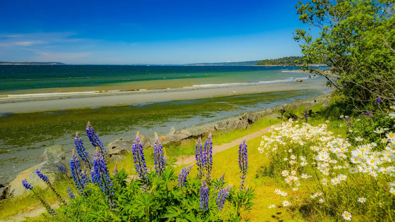 Discovery Park Seattle 4K HDR Virtual Walk | Calm Summer Forest & Ocean Sounds