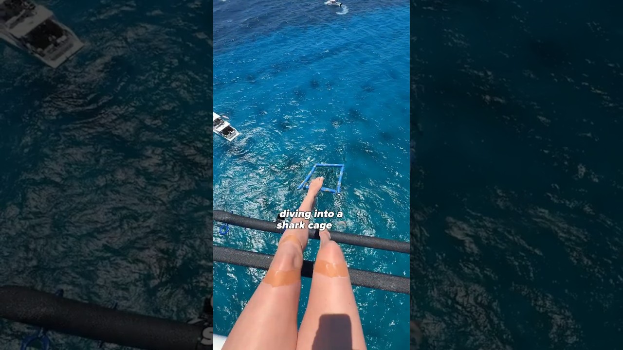 Diving With SHARKS 🦈