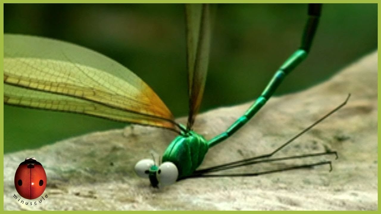Dragonflies | Minuscule | 30' Compilation