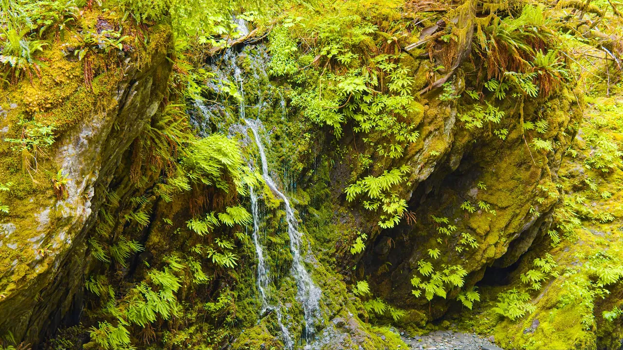 Enchanted Valley Trail in 4K | Olympic National Park Rainforest & Real Nature Sounds