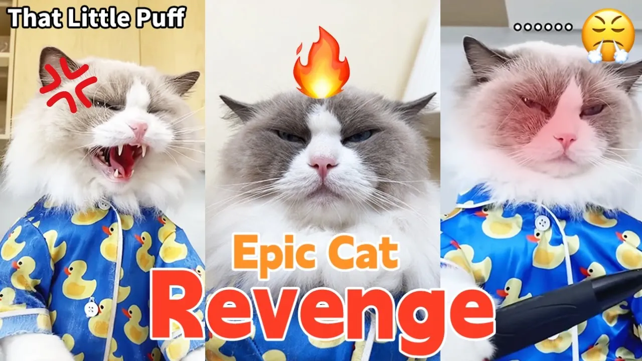 Epic Cat Revenge You Won’t Believe!  | That Little Puff