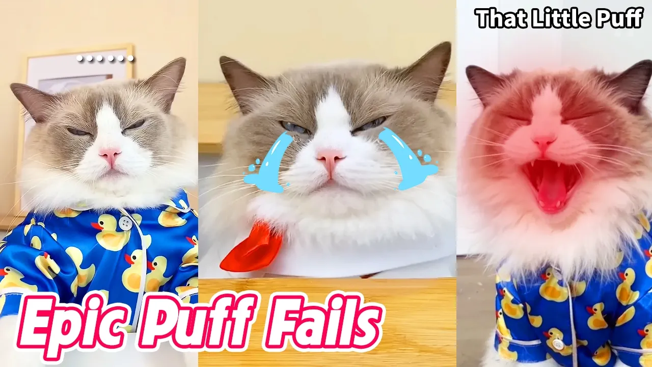 Epic Puff Fails Gone Wrong 😹 | That Little Puff