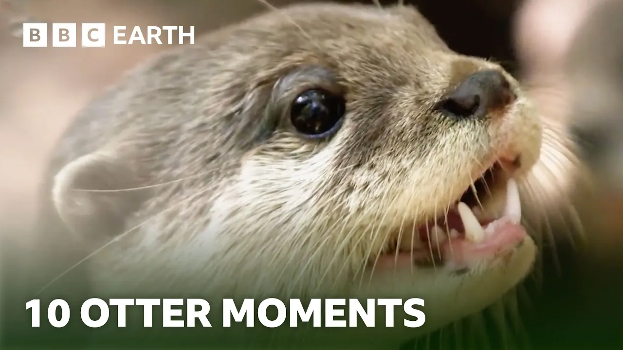 Extraordinary Otter Moments | BBC Earth