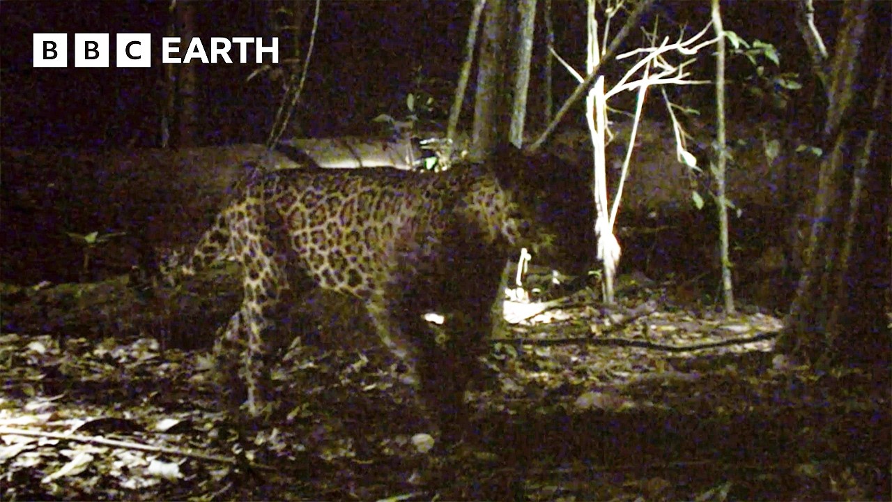Extremely Rare Jaguar Filmed On Camera Trap | Expedition Guyana | BBC Earth